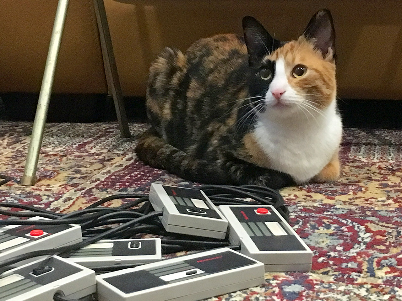 A cat sitting by the Octopad.